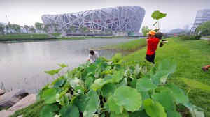 Workers in Beijing carry plants to the waterfront next to the Bird's Nest.